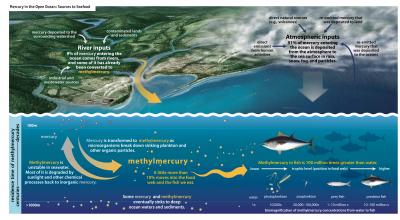 Mercury in the Open Ocean
