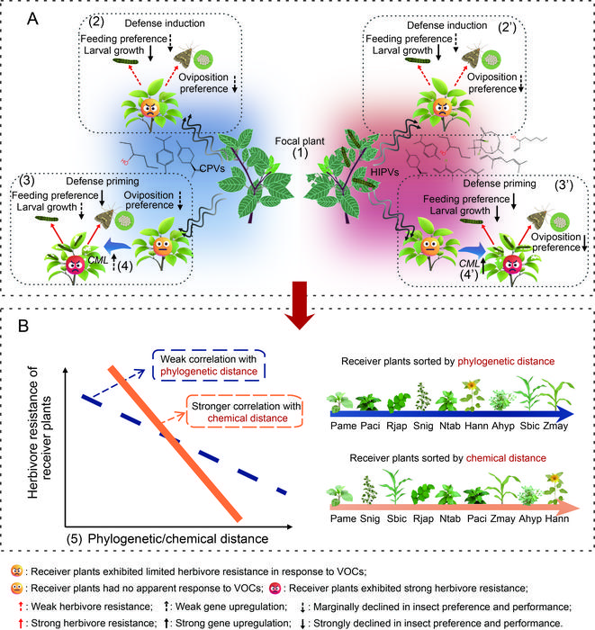 Chemical similarity, not evolutionary relatedness, shapes interspecific VOC communication and defense priming