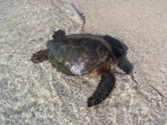 Green Turtle