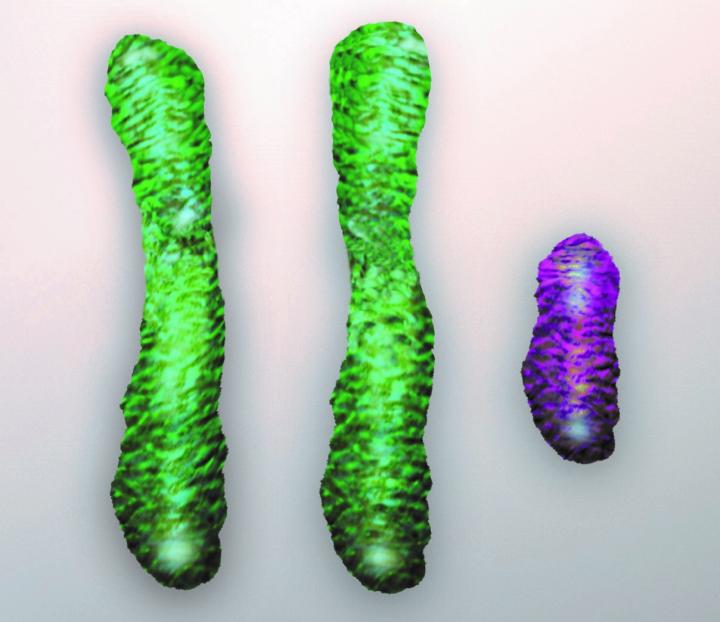 Graphical Depiction of XXY Chromosomes