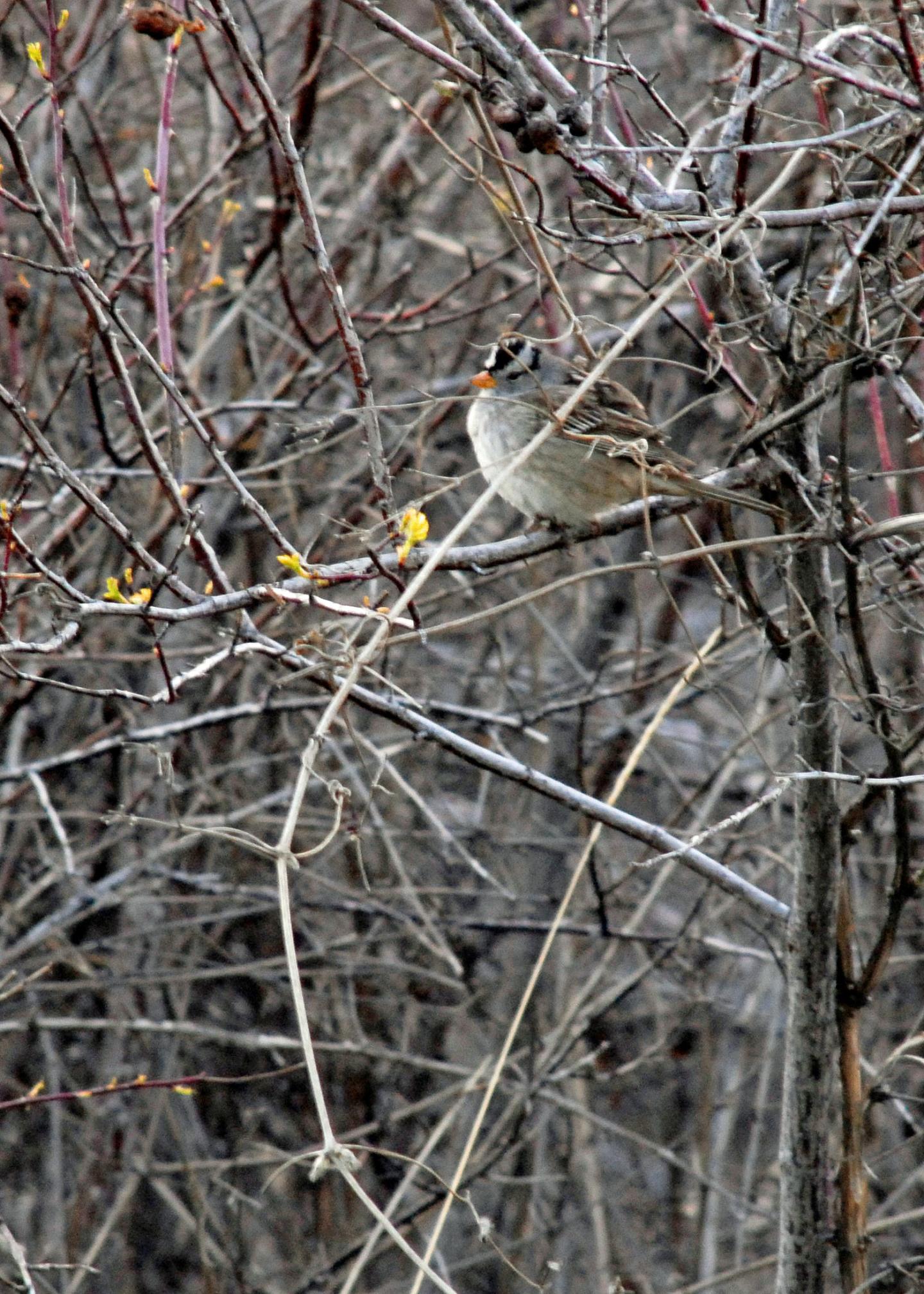 Gambel's White-crowned Sparrow