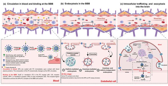 Protein corona dynamics across the blood-brain barrier
