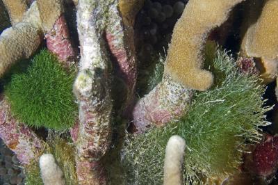 Newly Described <i>Rhipilia coppejansii</i>