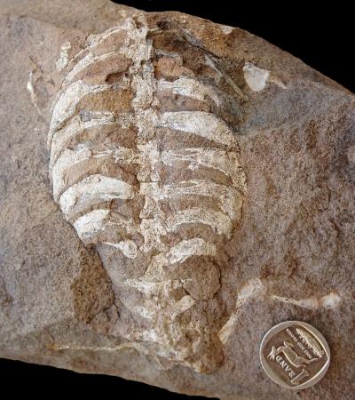 Skeleton