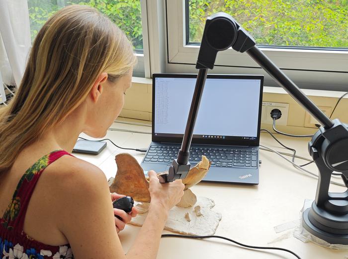 Measuring the bear's jaw with the Microscribe