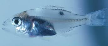 Snapper Larva