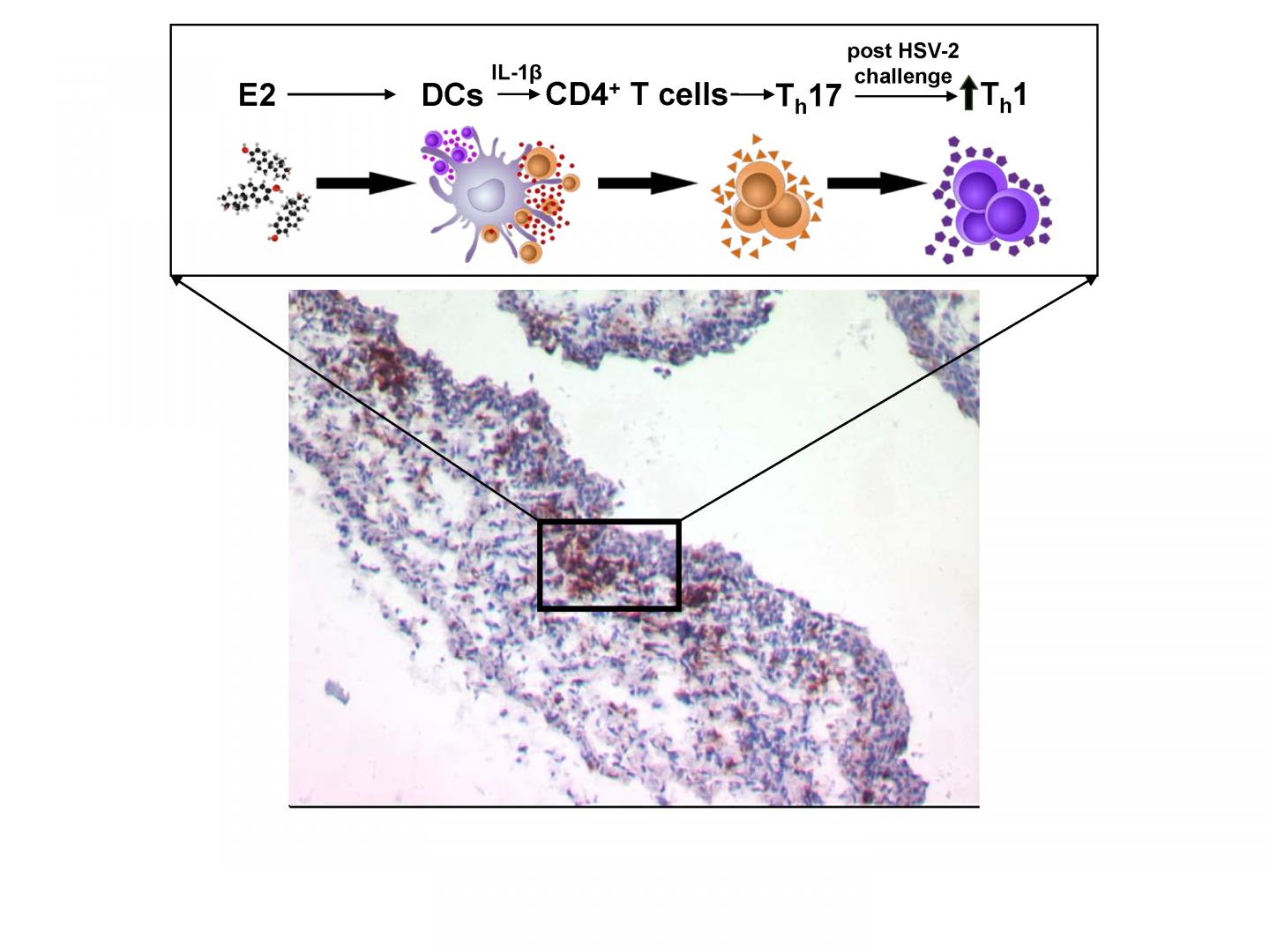 Vaccination Under the Influence of Estradiol Increases Antiviral Immunity in the Vaginal Tract