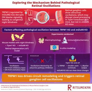 TRPM1 Deficiency Induces Pathological Retinal Oscillations