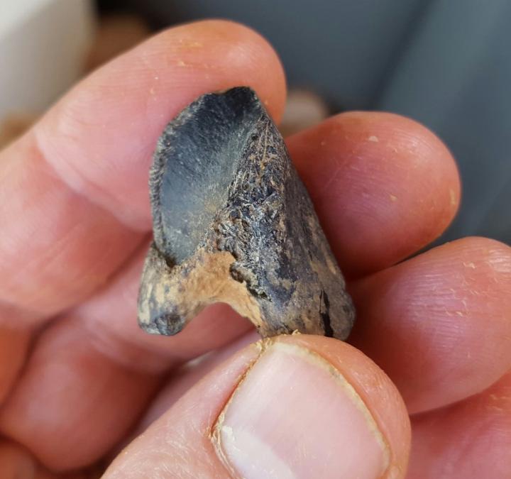 Tooth