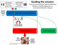 Guiding an Enzyme's Scissors