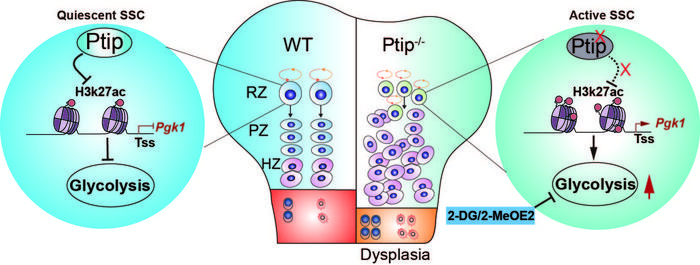 Ptip regulating SSC metabolism for safeguarding SSC quiescence and potency in maintaining skeletogenesis