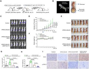 In vivo experiments confirmed that inhibiting Gal-3 combined with gemcitabine reduces pancreatic cancer cell growth.