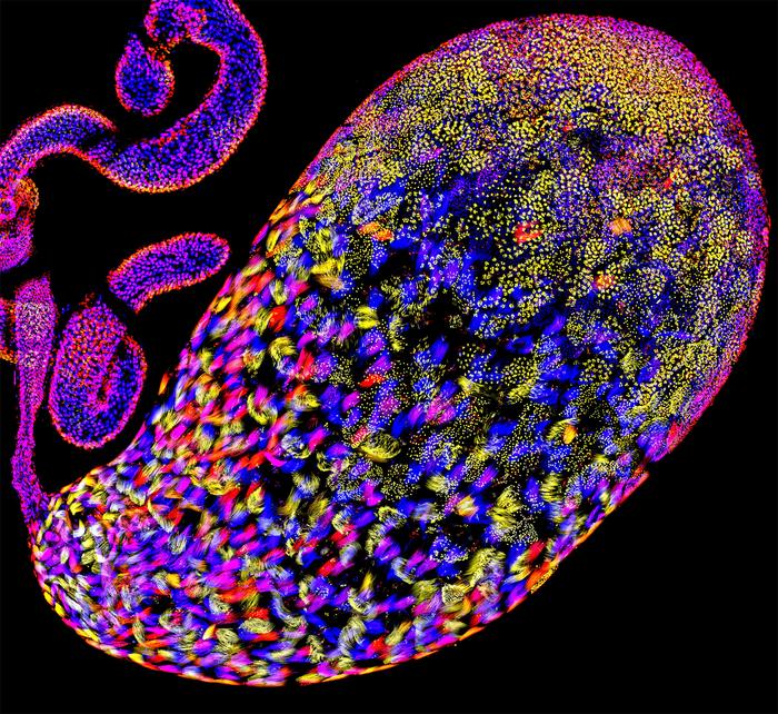 Drosophila pseudoobscura testis