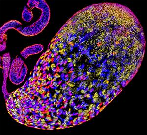 Drosophila pseudoobscura testis