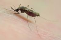 <I>Anopheles gambiae</I>