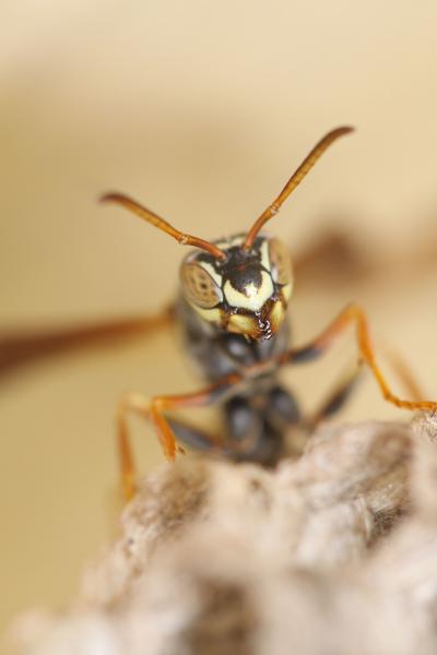 Social Wasps Recognize Each Others' Faces (1 of 6)