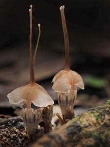 Thismia selangorensis