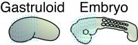 Gastruloids and Mouse Embryos Were Compared in Detail with Tomo-Sequencing