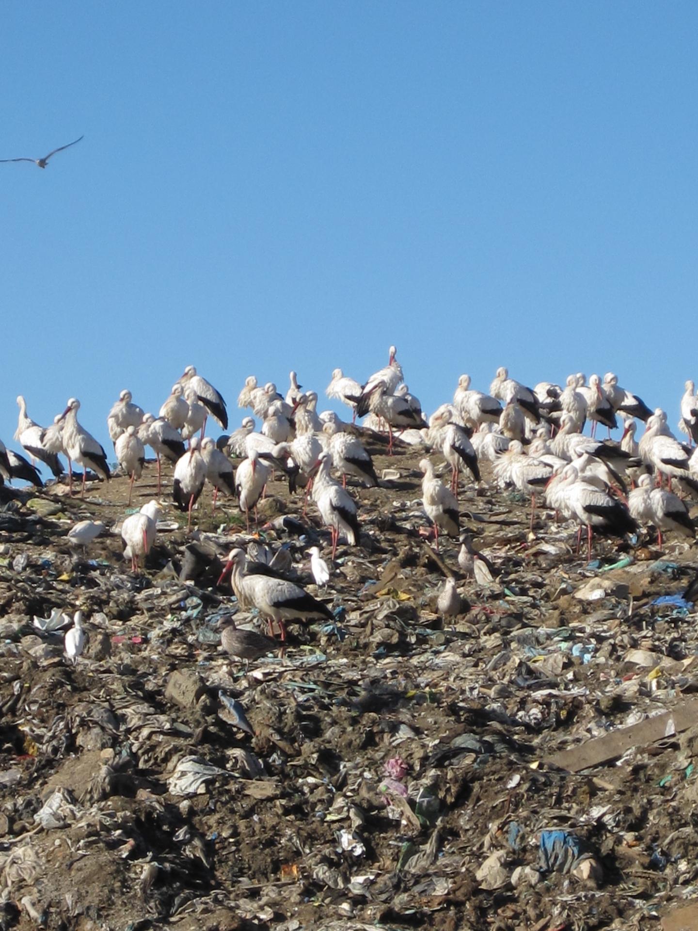 Storks