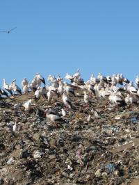 Storks