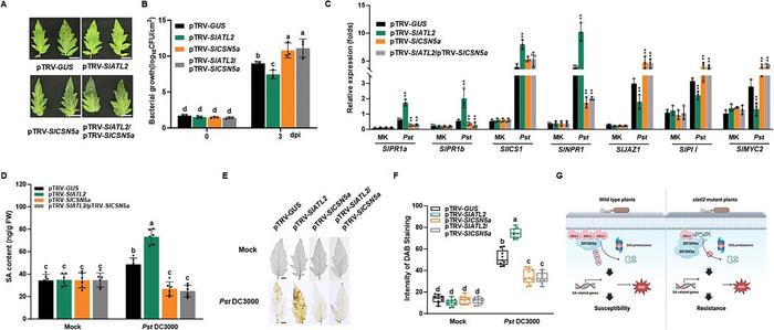 Enhanced Pst DC3000 resistance of SlATL2/SlCSN5a-silenced tomato plants.