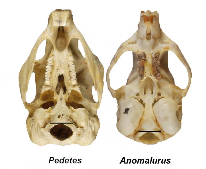 Foramen Magnum Evolution