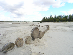 subfossil trees
