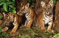 Sumatran Tiger