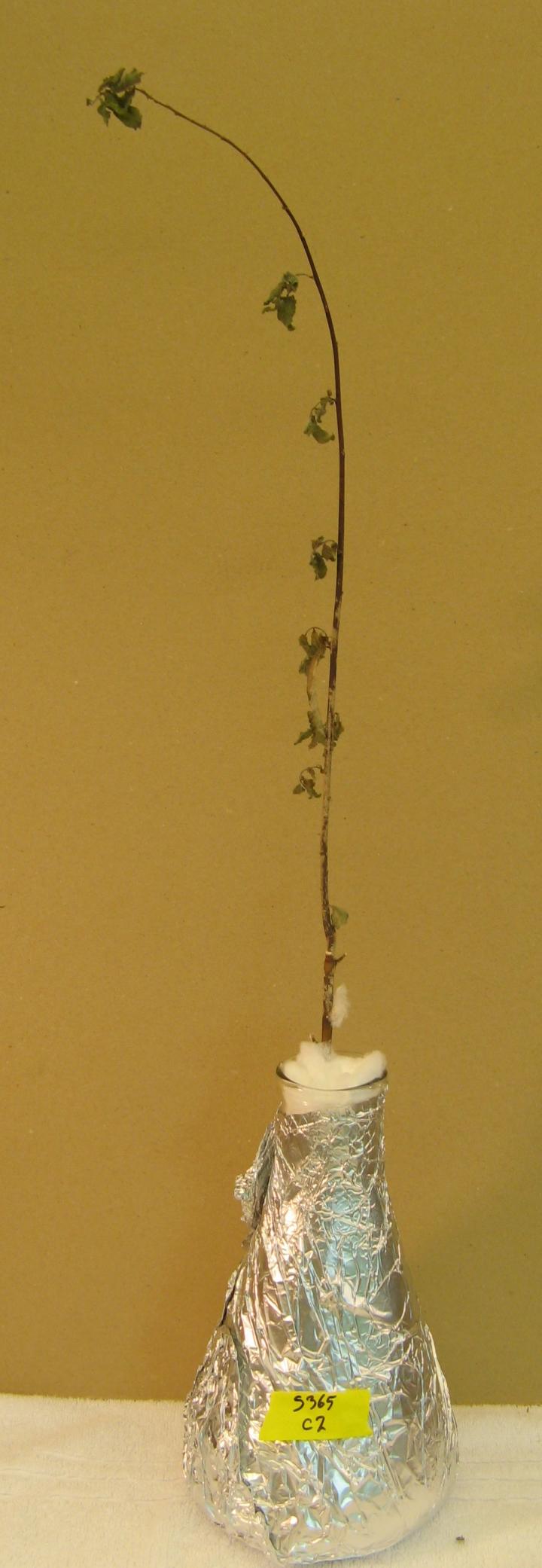 Willow without Protective Treatment