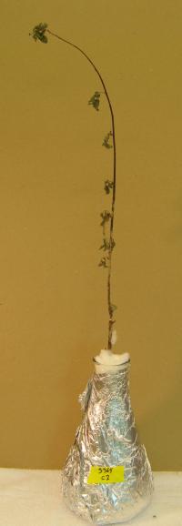 Willow without Protective Treatment