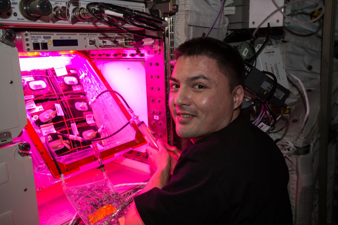 Zinnias in Space