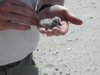 Chick in Hand