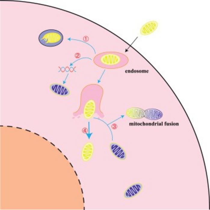 Possible endings of exogenous mitochondria after they enter the cell