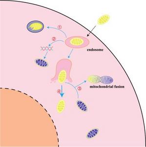 Possible endings of exogenous mitochondria after they enter the cell
