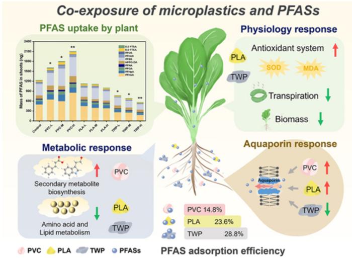 Microplastic type shapes PFAS uptake and plant responses.
