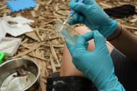 Sampling for Chytrid