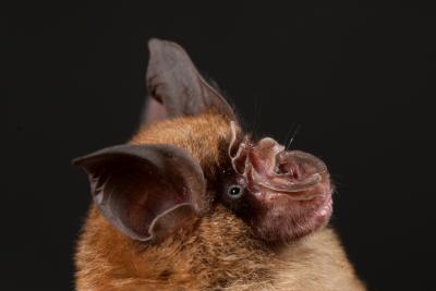 <i>Rhinolophus sinicus</i>