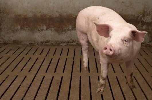 Happy as a Pig in Muck?