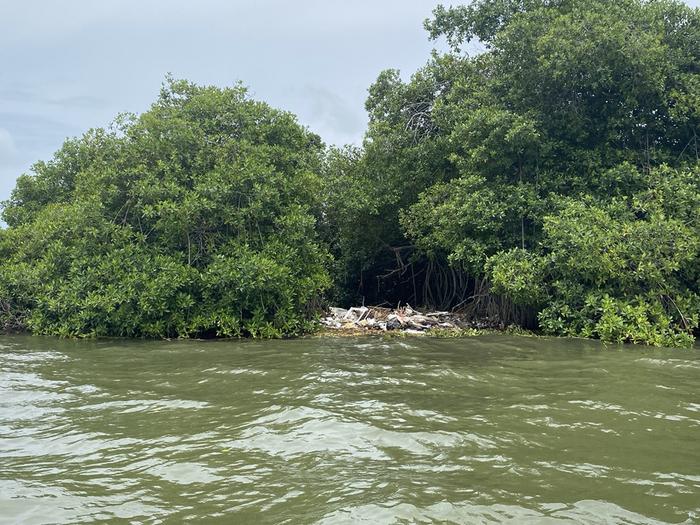 La basura invade los manglares de los países tropicales