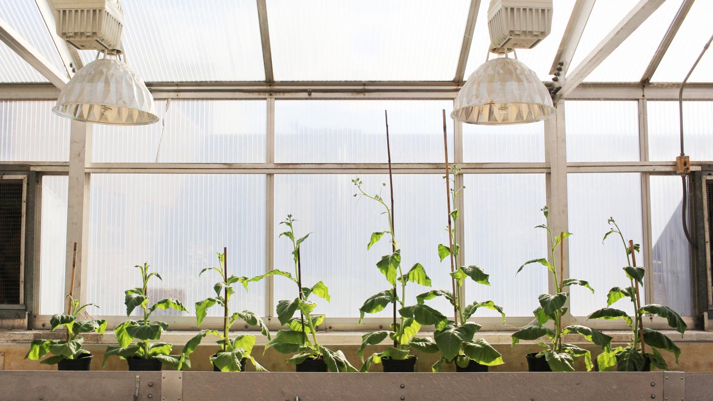 Modified Plants