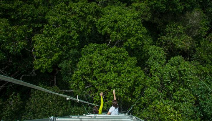 View from Top of Amazon Rainforest Canopy