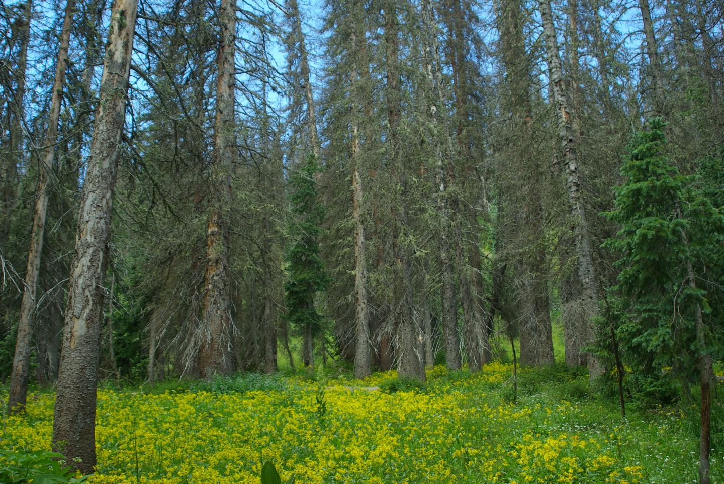 Living and Dead Trees