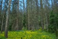 Living and Dead Trees
