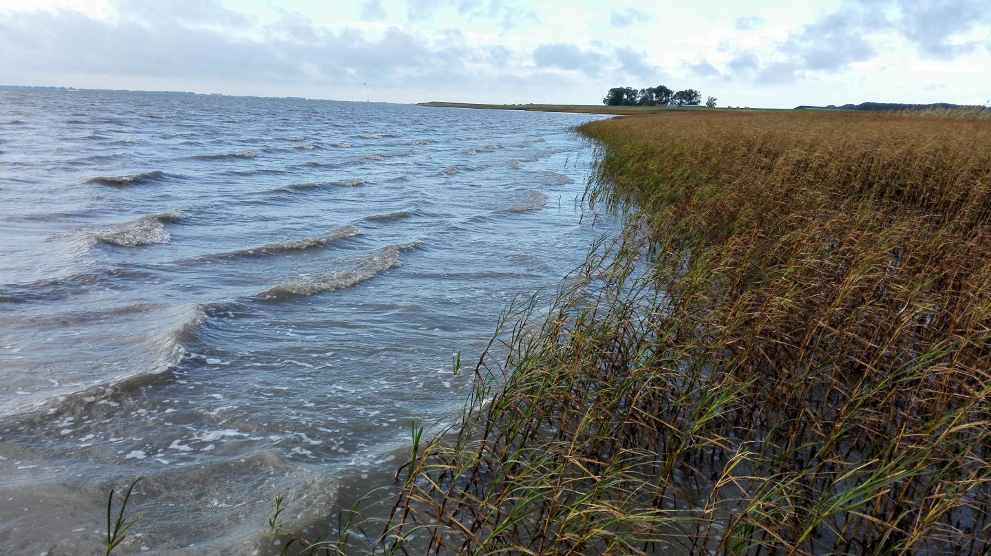 Seaward Marsh Edge