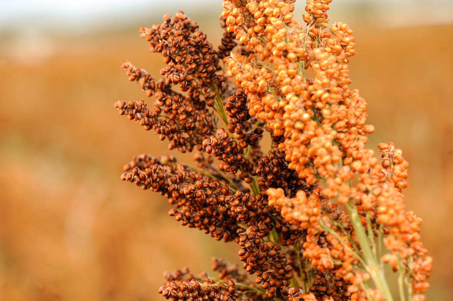 Sorghum