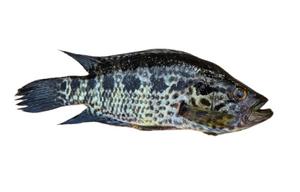The jaguar cichlid can tolerate a certain degree of salinity but becomes stressed above a certain level