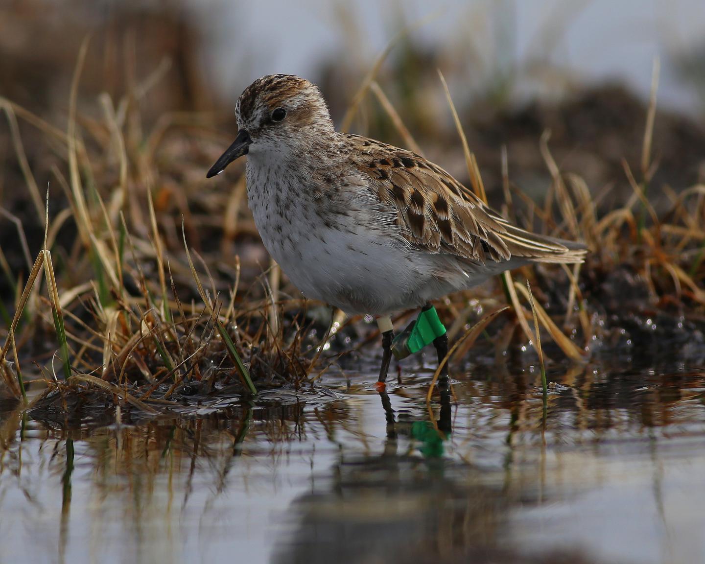 Semipalmated Sandpiper