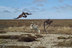 Arctic fox spars with Canada geese