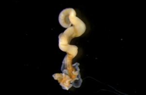 Nematostella up close
