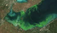 Algal Bloom in the Western Lake Erie Basin